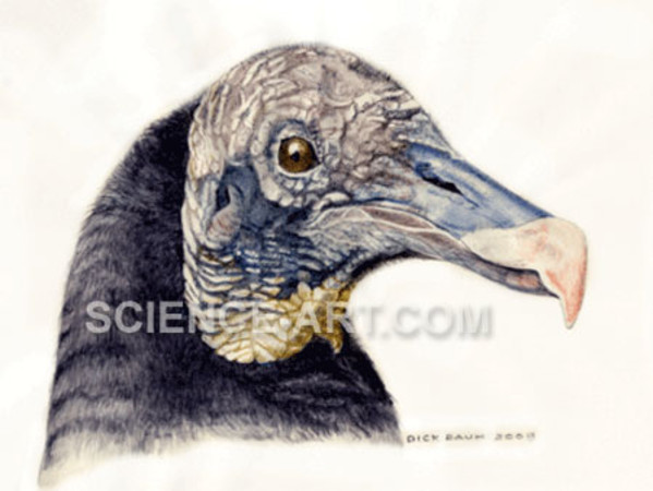 Black Vulture head -Coragyps atratus by Richard Rauh