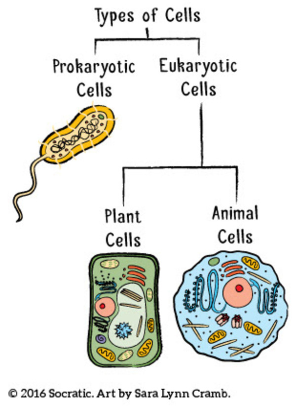 types of cells by Sara Cramb