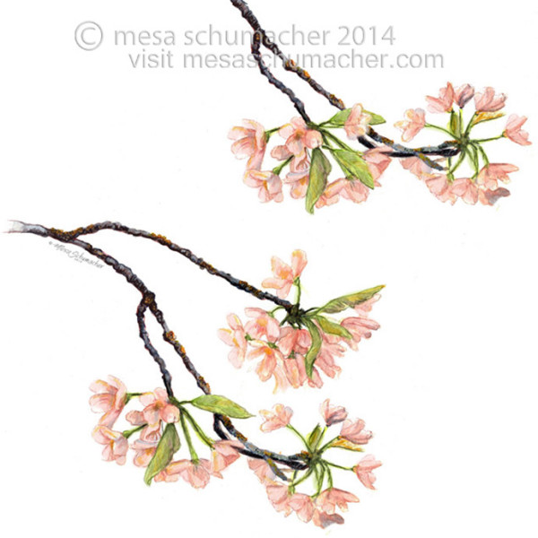 Cherry blossom by Mesa Schumacher