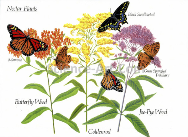 Nectar Plants by Margaret Garrison