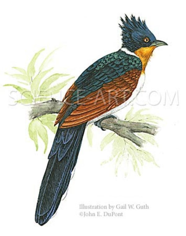 Chestnut-winged Cuckoo, detail by Gail Guth