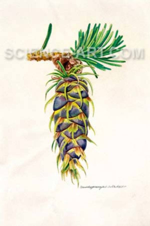 Pseudotsuga menziesii - Douglas fir cone by Richard Rauh