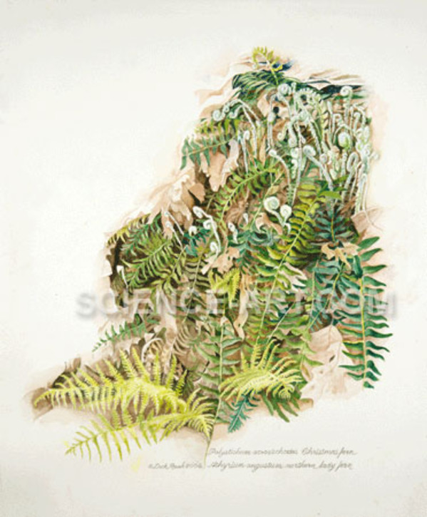 Spring ferns - Polystichum acrostichoides by Richard Rauh