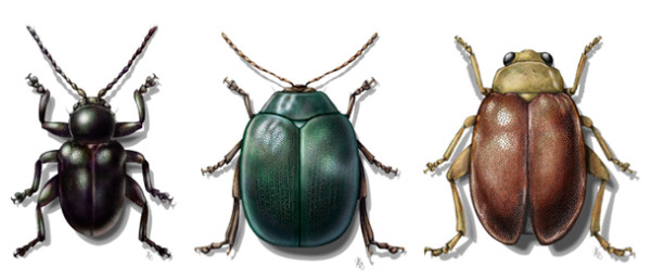 Beetles color species by Mesa Schumacher