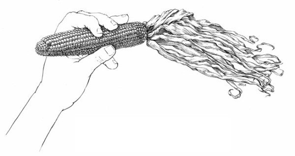 Corn in hand line illustration by Mesa Schumacher