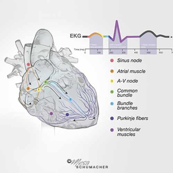 EKG and 3D heart anatomy by Mesa Schumacher