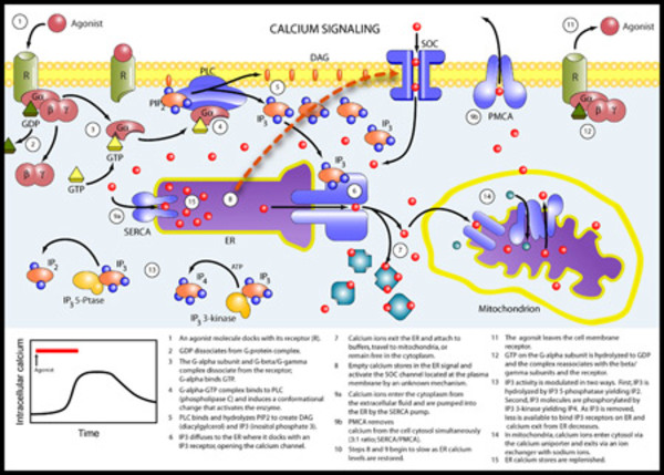 Calcium Signaling by Lisa Wable
