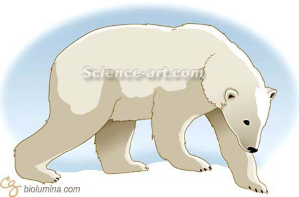 Polar Bear by Chris Gralapp