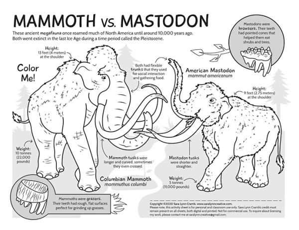 Mammoth vs Mastodon by Sara Cramb