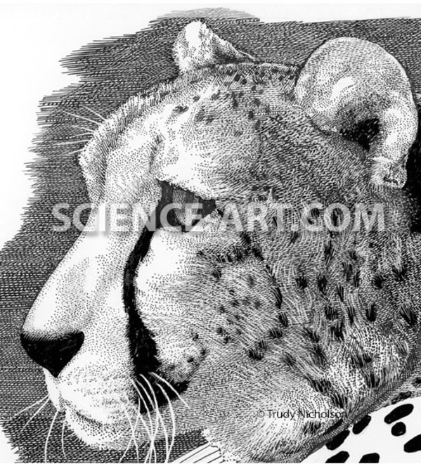 Cheetah Portrait by Trudy Nicholson