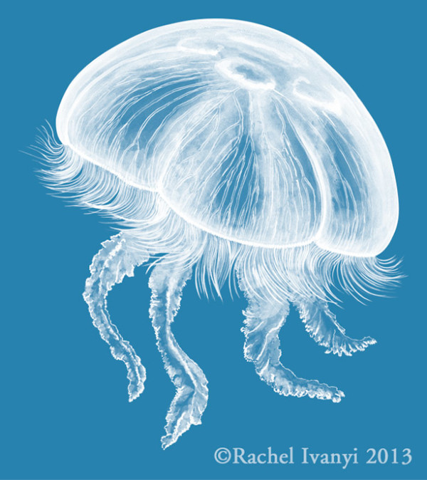 Moon Jelly by Rachel Ivanyi, AFC