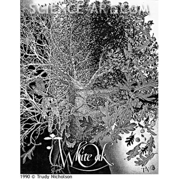 White Oak (Querus alba) by Trudy Nicholson