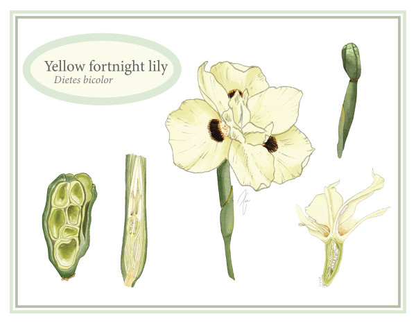 Fortnight lily by Zia Abraham