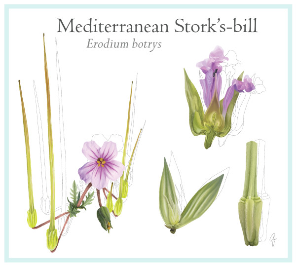 Stork's-bill flower by Zia Abraham
