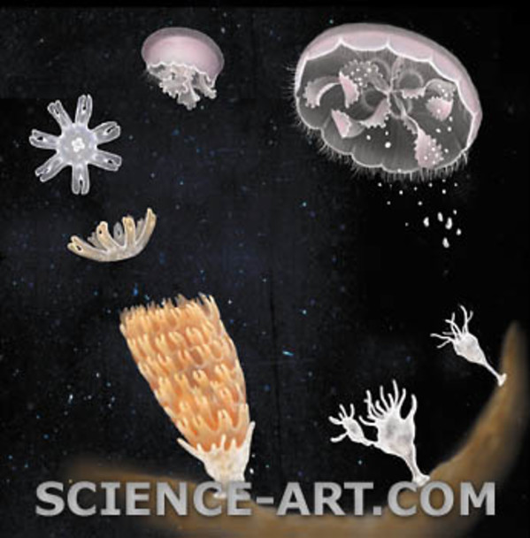 Jellyfish life cycle by Marjorie Leggitt