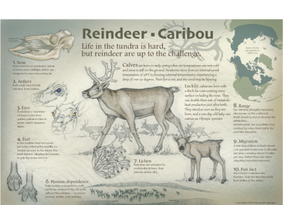 The Reindeer-Caribou by Elizabeth Morales