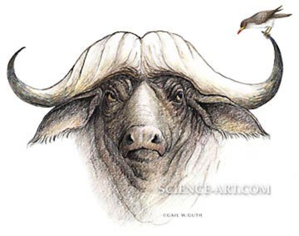 Cape Buffalo and Oxpecker by Gail Guth
