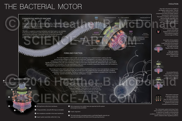 The bacterial motor: Form and function by Heather McDonald