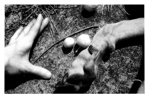 Apple, Paw, Hand by Susan Detroy