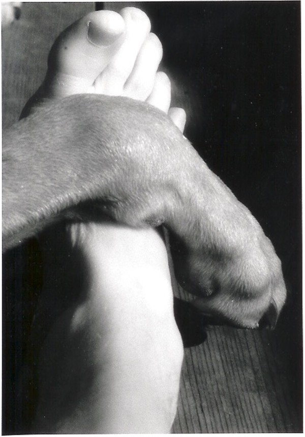 Foot and Paw by Susan Detroy