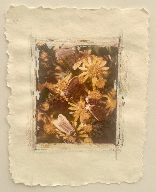 Moths Converge by Susan Detroy