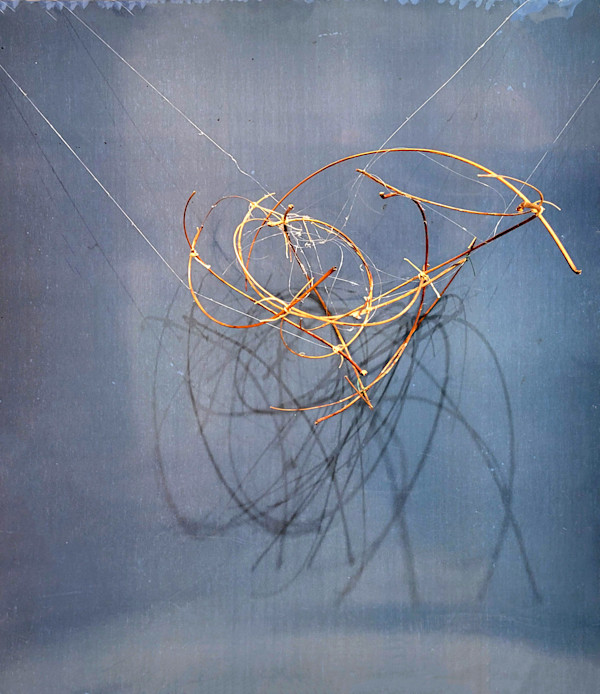 Branches suspended by SP  Scotti Estes, Image 1.