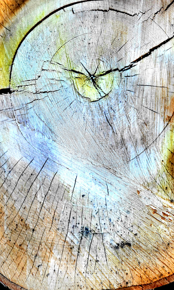 Tree rings revealed: Michigan 2024 by SP Estes