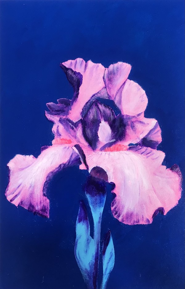 Pink Iris by CLARK W FOBES
