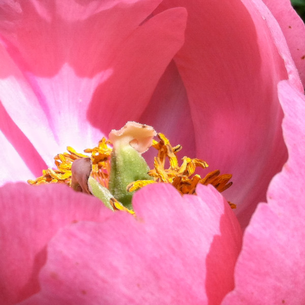 Peony, Interior by Rose Drew