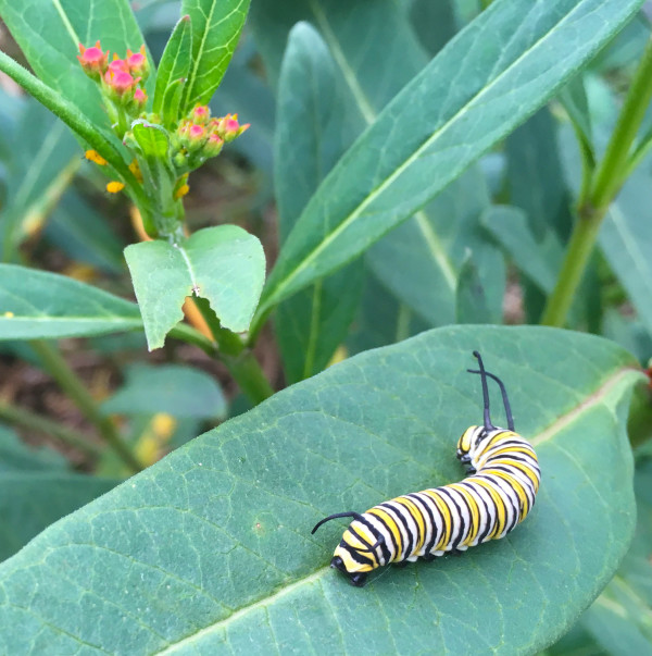 Monarch Caterpillar by Rose Drew