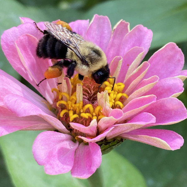 Bumblebee + Zinnia by Rose Drew