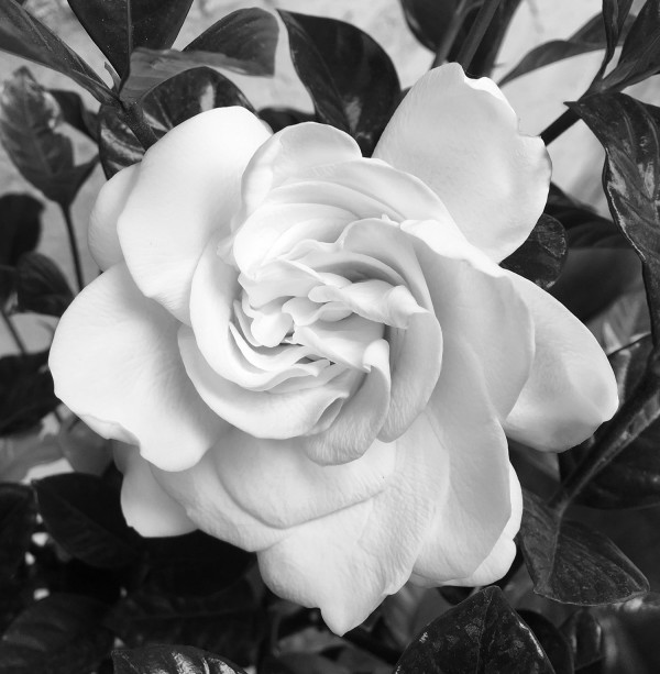 Gardenia from Garden by Rose Drew
