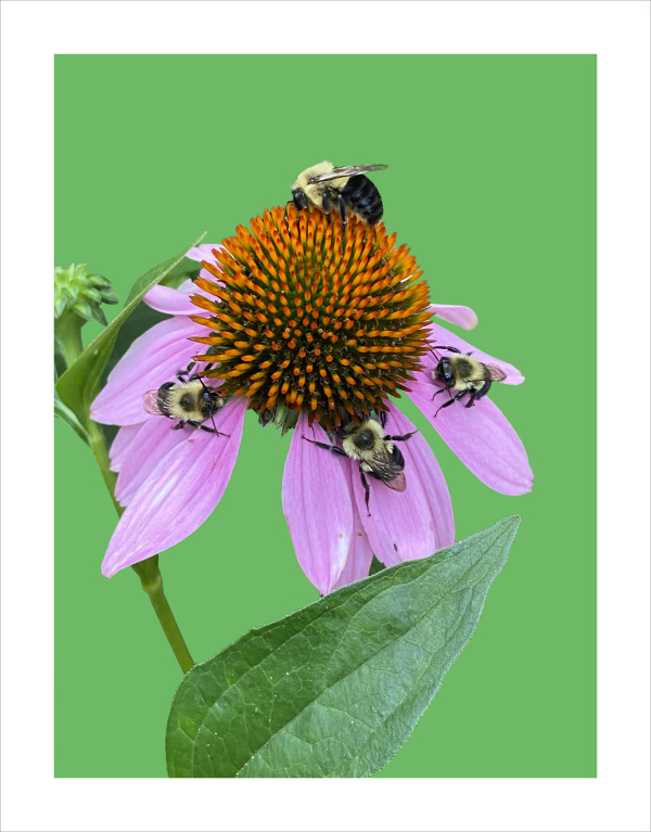 Grow More Echinacea by Rose Drew