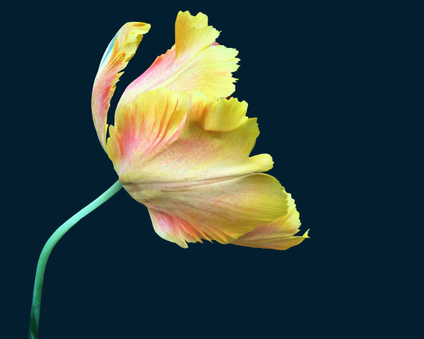 Lovely Tulip by Rose Drew