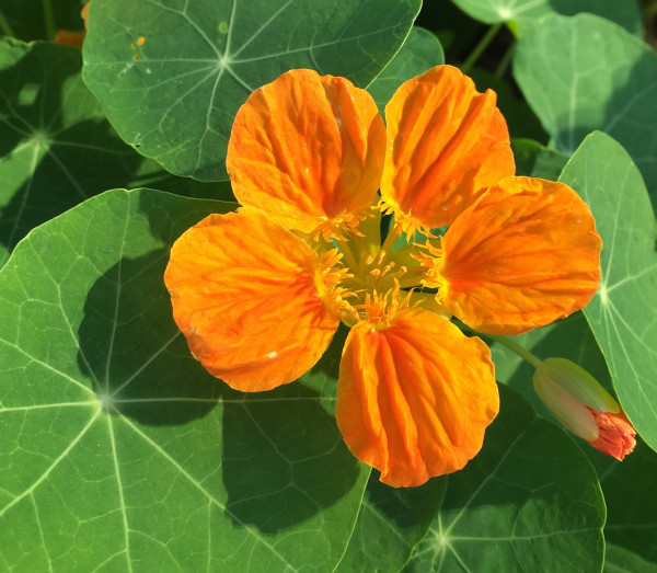 Nasturtium by Rose Drew