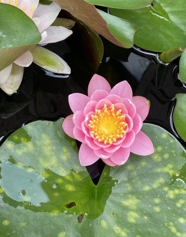 Pink Water Lily by Rose Drew