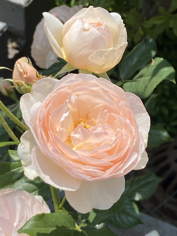 Soft Pink Roses by Rose Drew