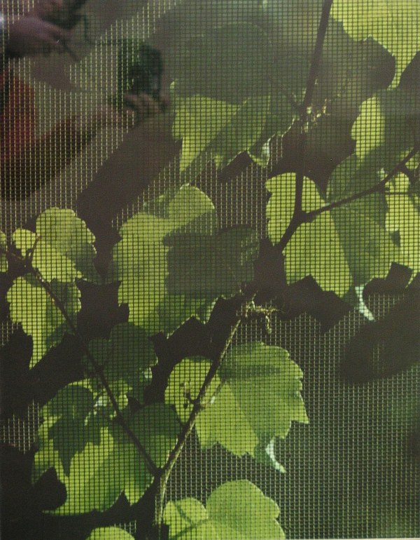 Green Through a Screen by Stephen Blecher