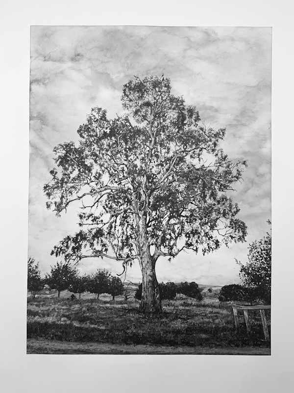 The farm tree by Melody Spangaro