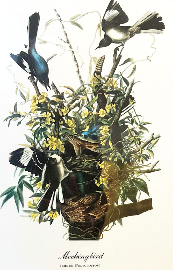 Mockingbird Defending the Nest from a Rattlesnake by John James Audubon, Image 1.