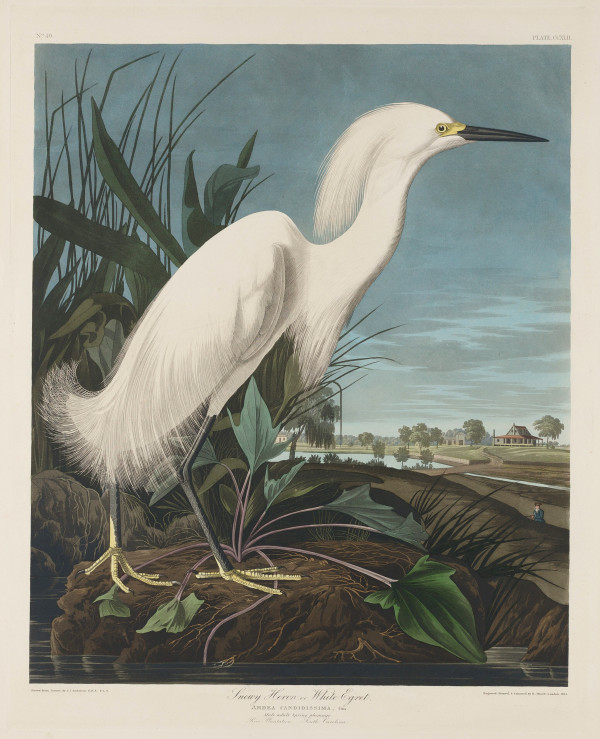 Snowy Heron or White Egret by John James Audubon