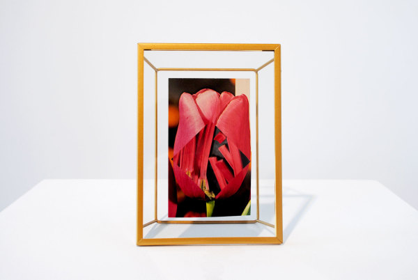 Rhubarb Tulip by Laura Collins