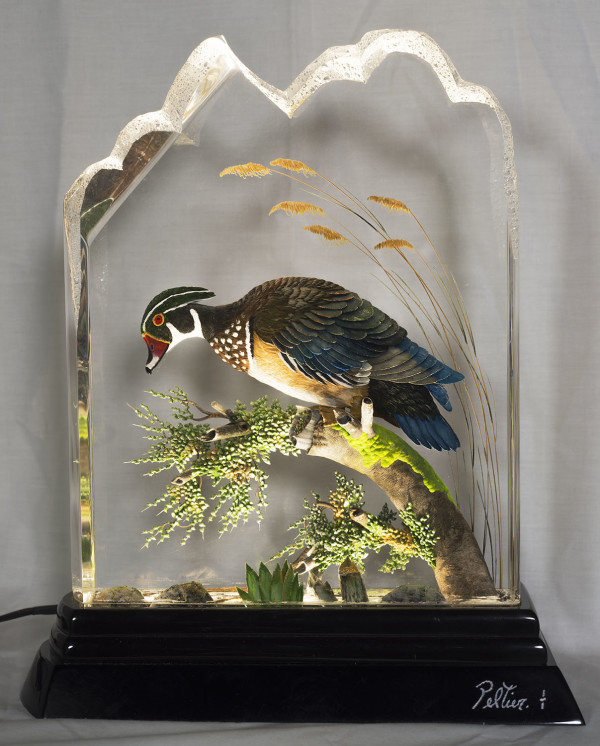 Wood Duck by Gilles Peltier, Image 2.