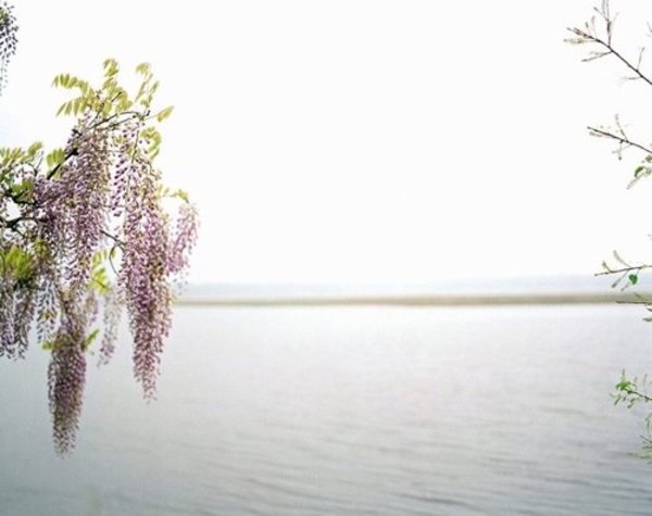 Wisteria (From Intertidal) by Jesse Burke, Image 2.