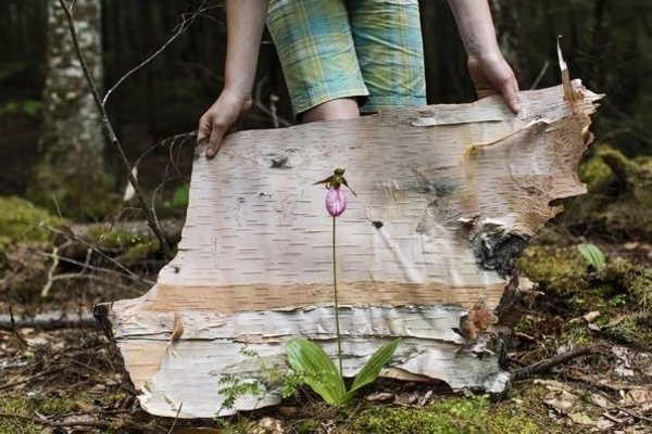 Wildwood Flower (From Wild and Precious) by Jesse Burke, Image 1.