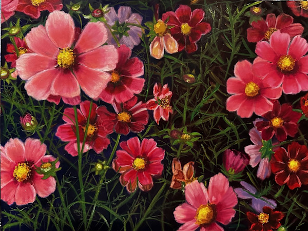 My Garden: Cosmos by Susan Butterfly-Ebert