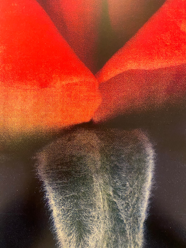 Fuzzy Wuzzy by Eddie Pietrzak, Image 12.