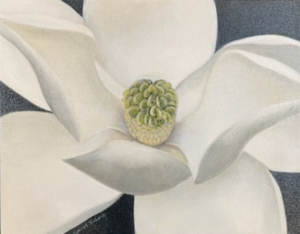 Magnolia by Carol Young