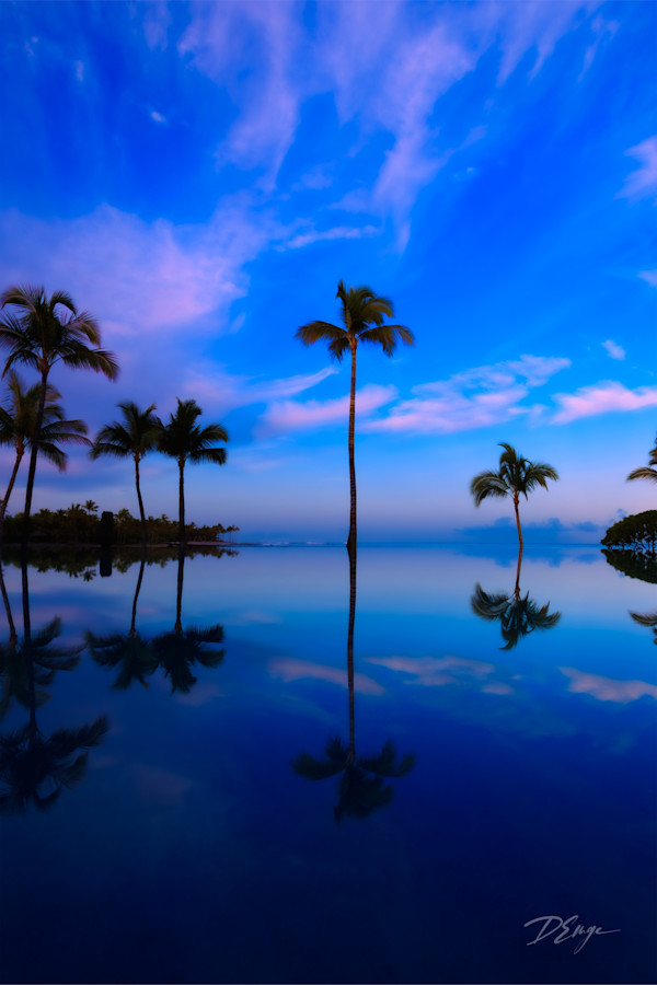 Morning Palms by Derek Emge