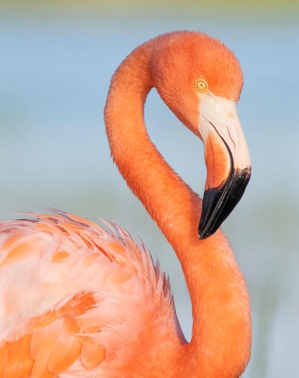 Bay Flamingo Portrait by Nathan McCall